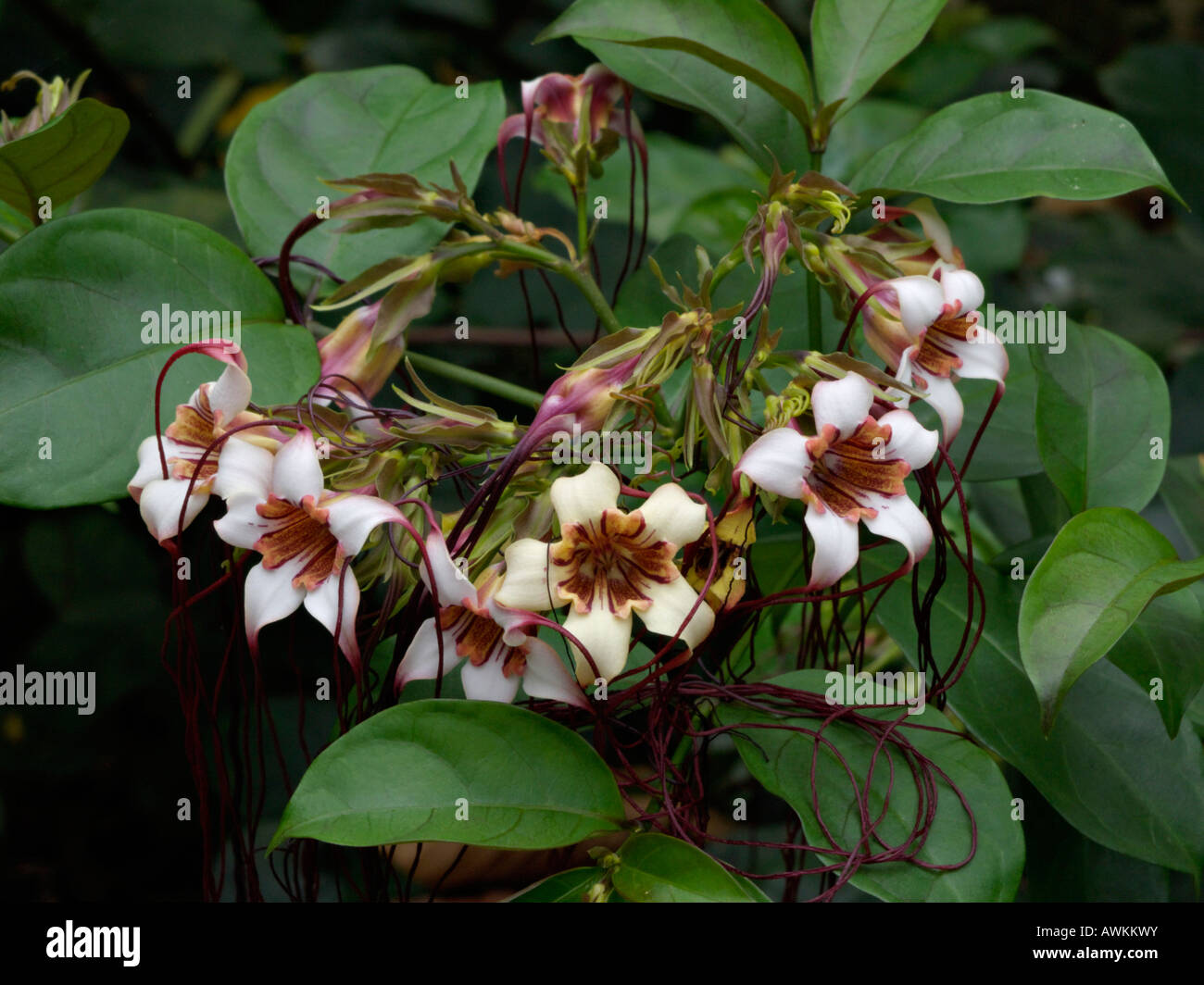 Tire-bouchon fleur (strophanthus preussii) Banque D'Images