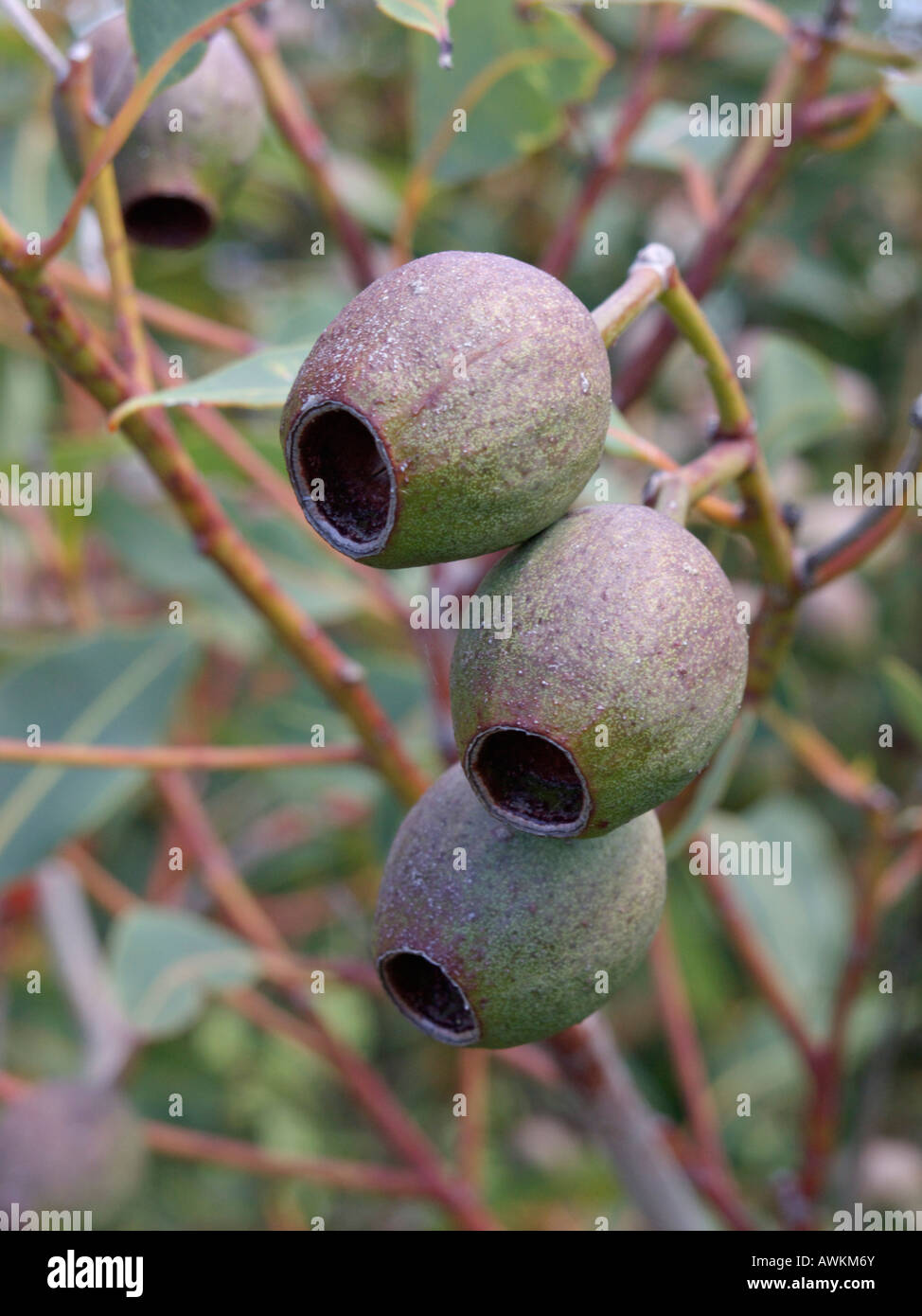 Floraison rouge gum (corymbia ficifolia 'wildfire red' syn. eucalyptus ficifolia 'wildfire red') Banque D'Images