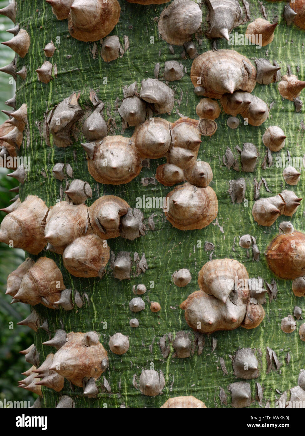 Arbre de soie (ceiba speciosa syn. Chorisia speciosa) Banque D'Images