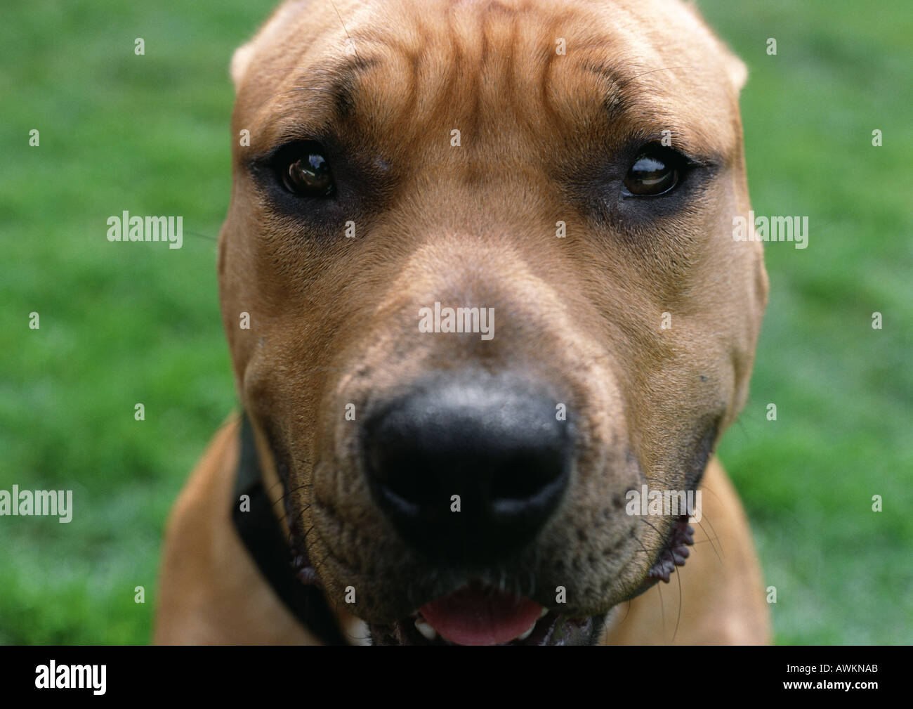 Chien avec front ridé, visage. Banque D'Images