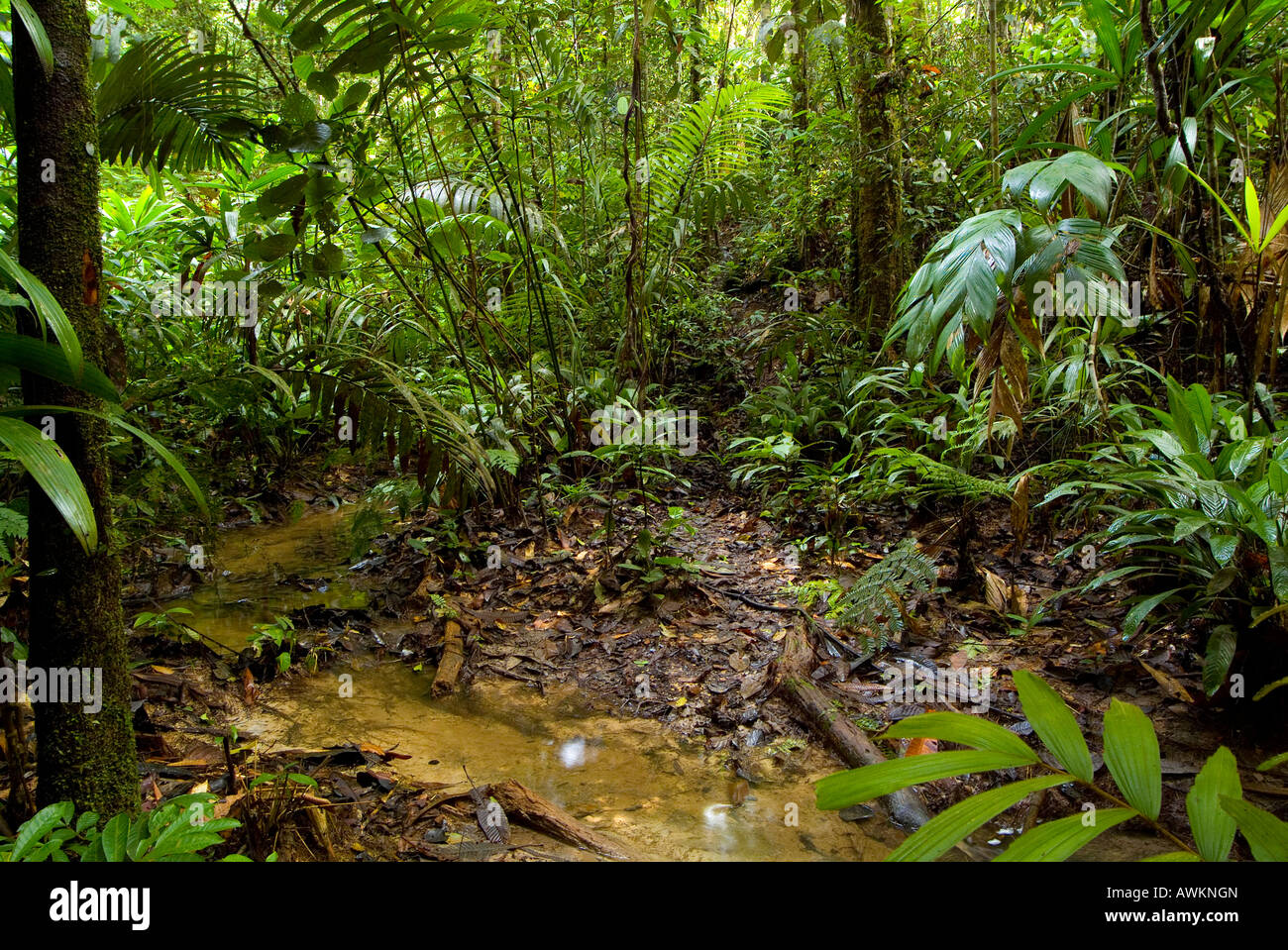 Vapeur amazon Rainforest Yavari Pérou Banque D'Images Vapeur amazon Rainforest Yavari Pérou Banque D'Images