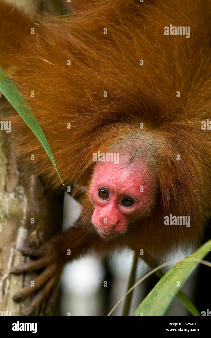 Singe Cacajao calvus rouge Uakari ucayali Banque D'Images