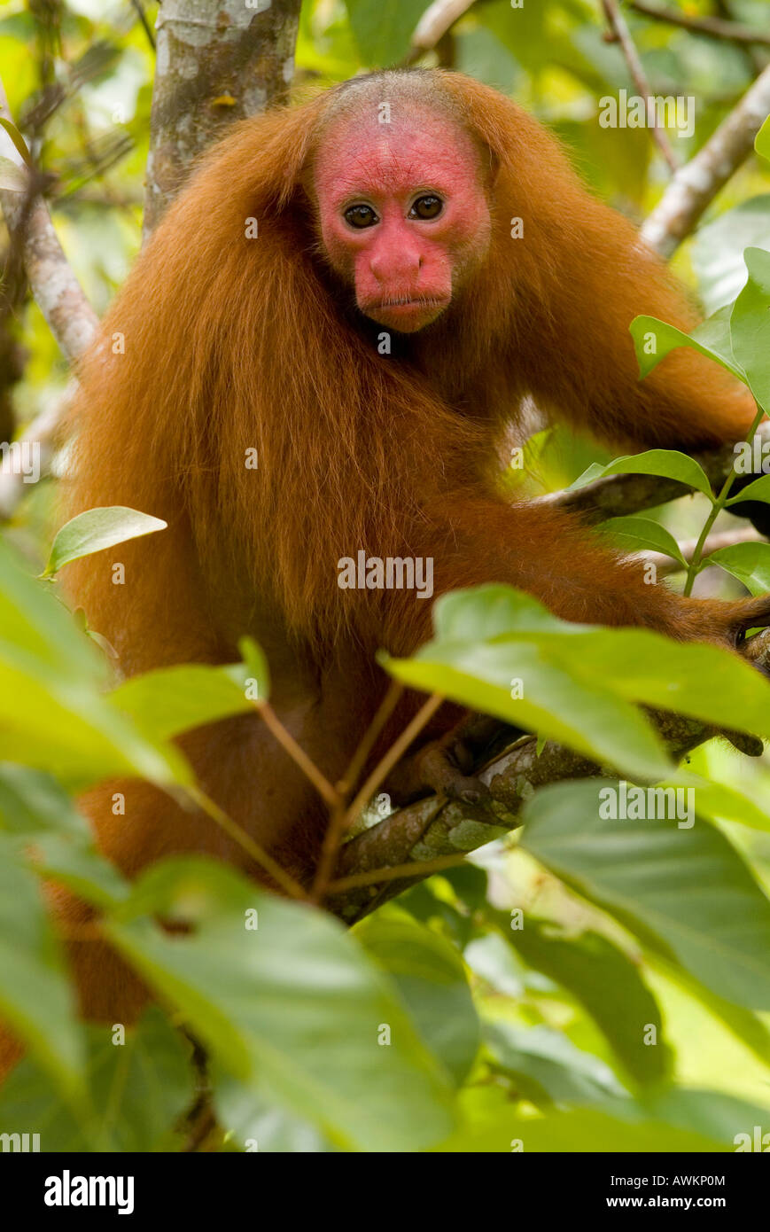 Singe Cacajao calvus rouge Uakari ucayalii Banque D'Images