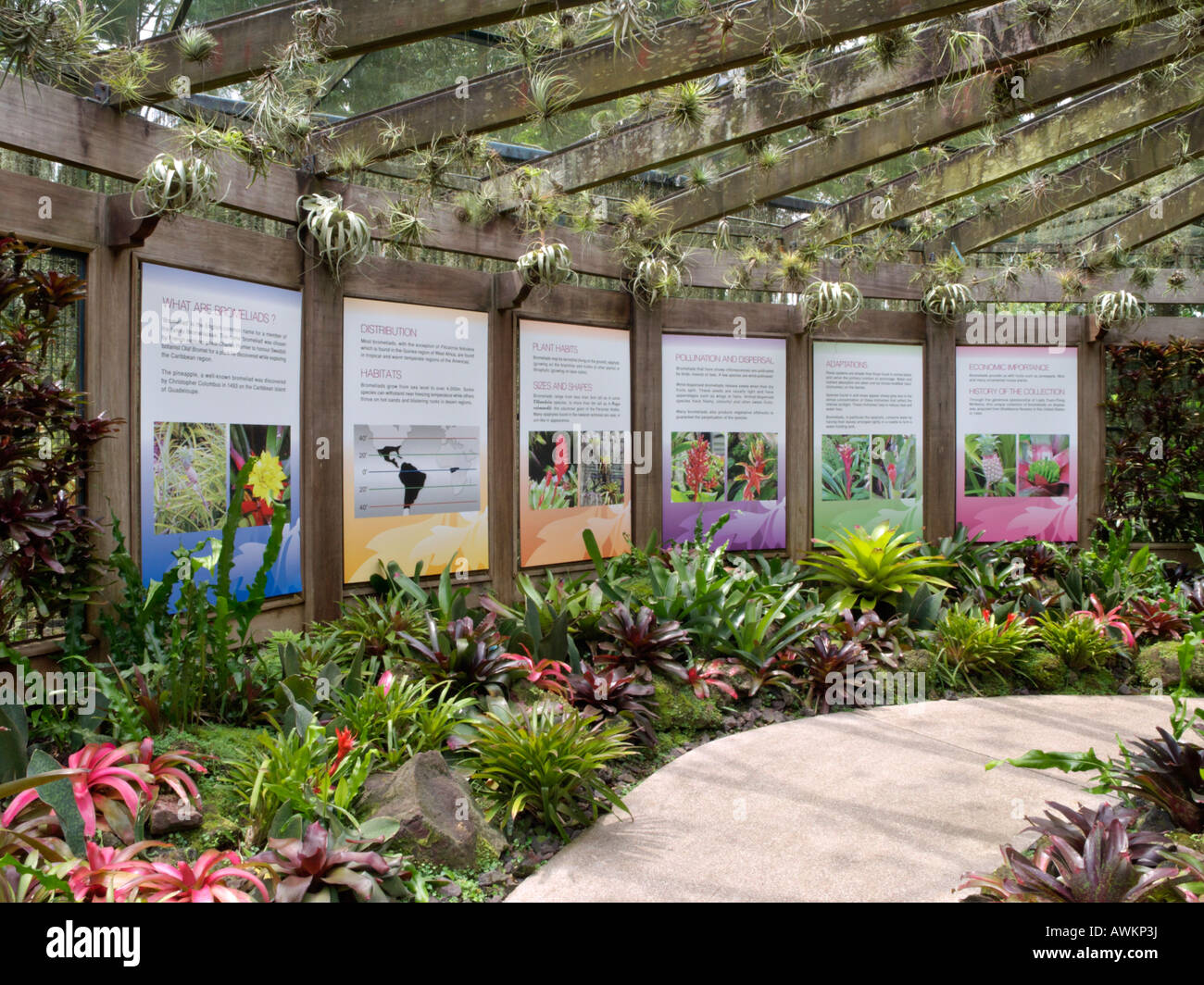 Yuen-peng mcneice collection de broméliacées, national orchid garden, Singapour Banque D'Images