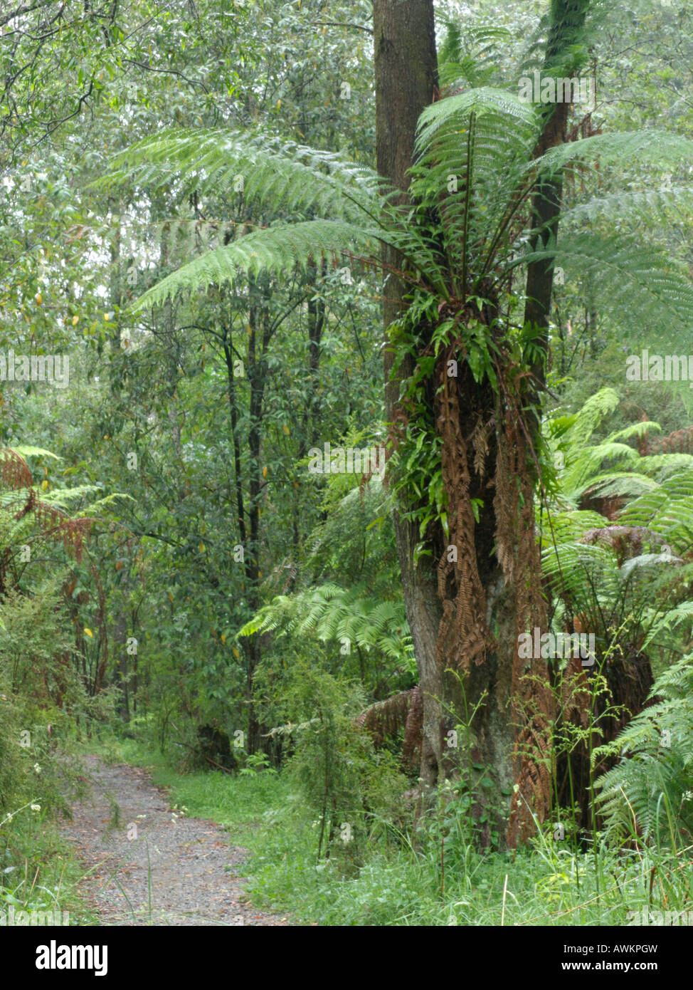 Fougère arborescente (Dicksonia antarctica), Dandenong Ranges national park, Melbourne, Australie Banque D'Images