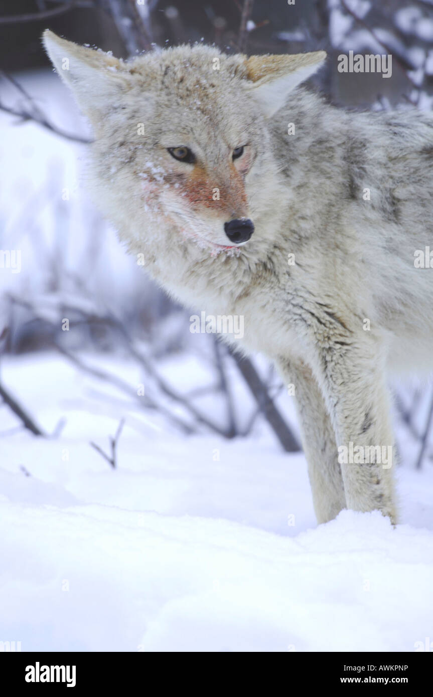 Stock photo libre d'un coyote debout dans la neige, le Parc National de Yellowstone. Banque D'Images