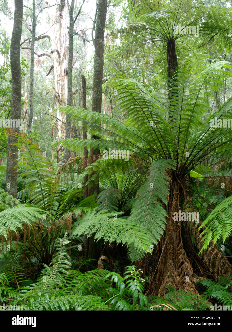 Fougère arborescente (Dicksonia antarctica), Dandenong Ranges national park, Melbourne, Australie Banque D'Images