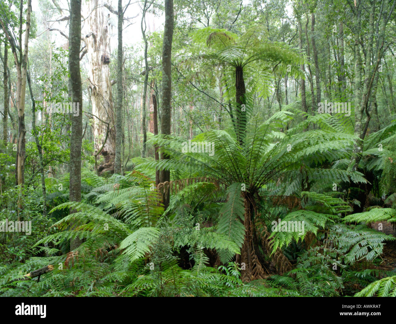 Fougère arborescente (Dicksonia antarctica), Dandenong Ranges national park, Melbourne, Australie Banque D'Images