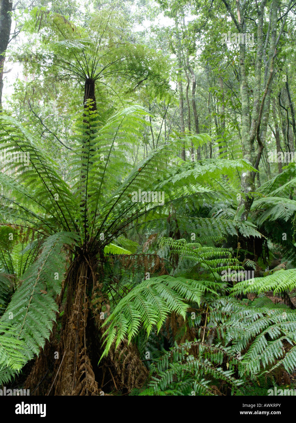 Fougère arborescente (Dicksonia antarctica), Dandenong Ranges national park, Melbourne, Australie Banque D'Images
