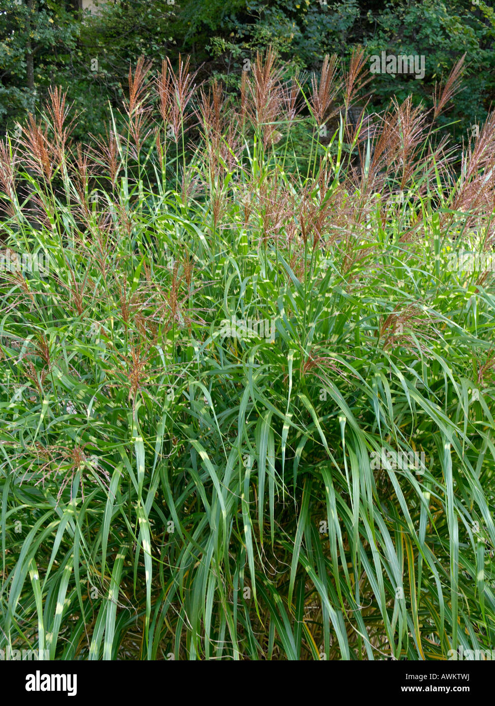 L'herbe d'argent chinois (Miscanthus sinensis 'zebrinus') Banque D'Images