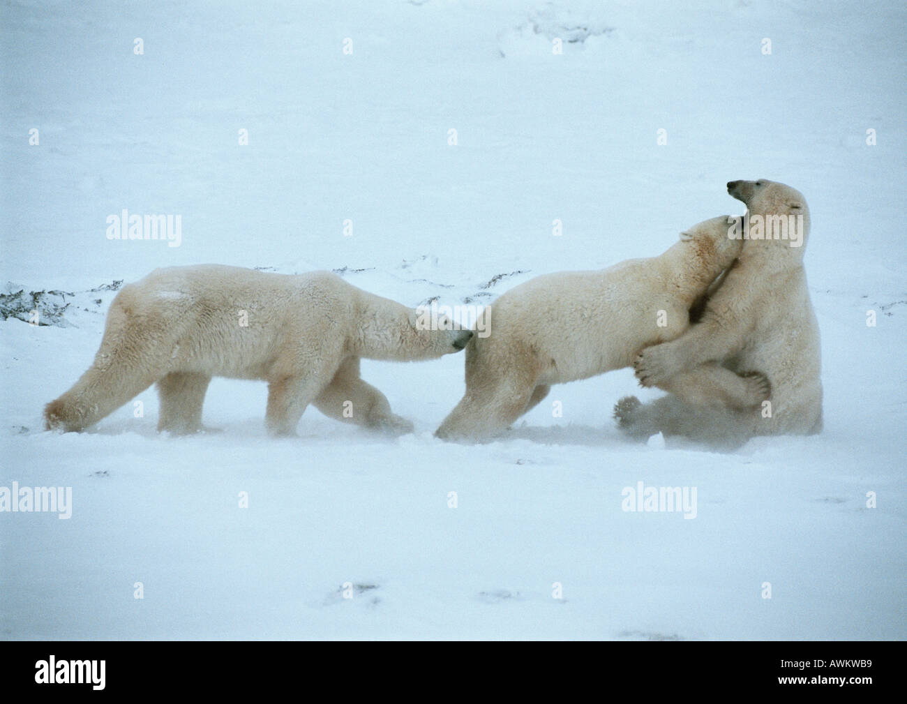 L'ours polaire (Ursus maritimus), deux playfighting dans la neige alors qu'un troisième renifle l'extrémité arrière de son compagnon Banque D'Images