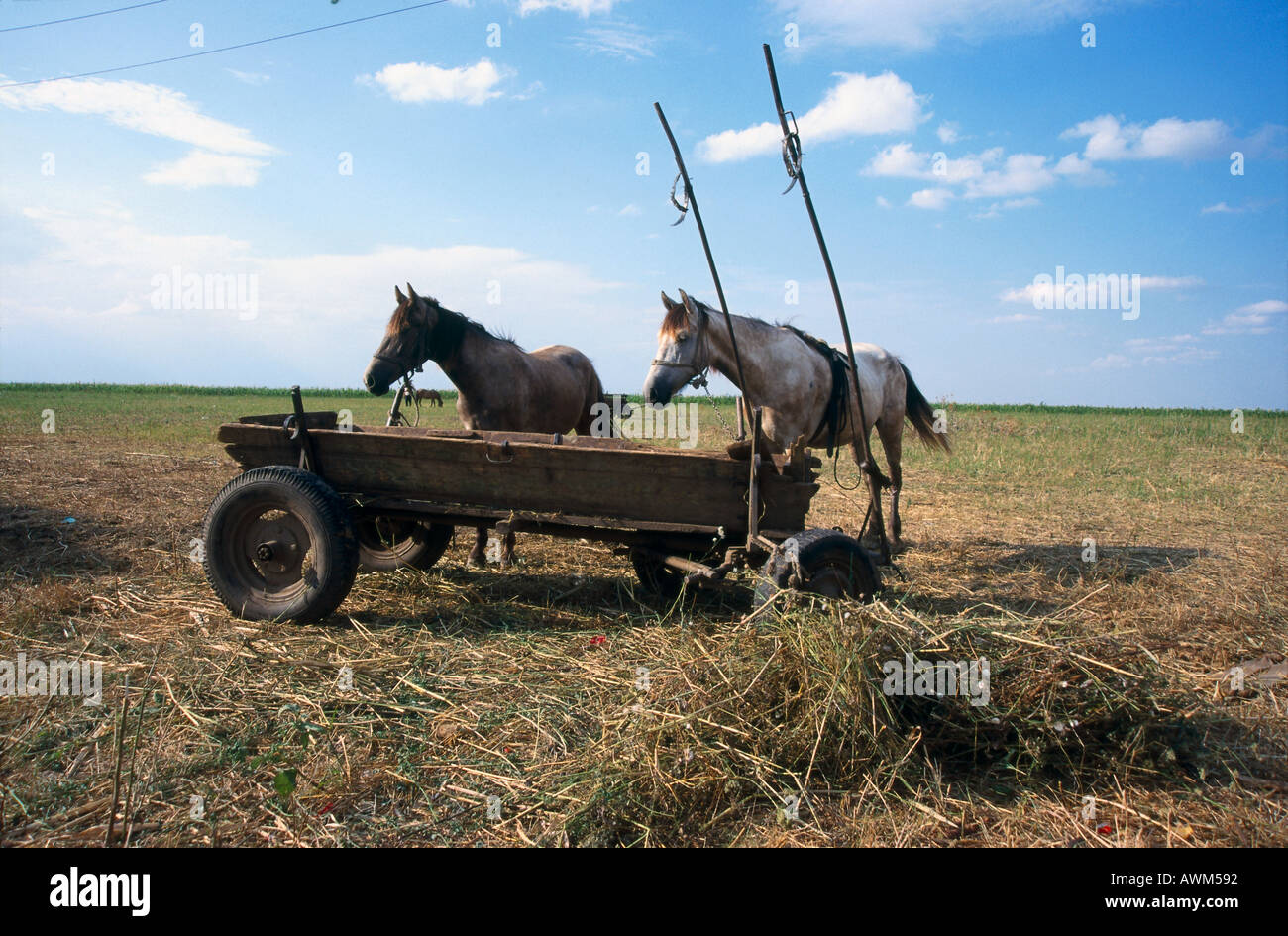 Deux chevaux avec le panier dans le champ, Roumanie Banque D'Images