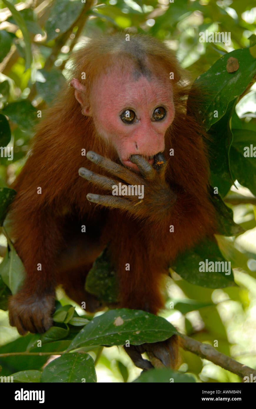 Singe Cacajao calvus rouge uakari ucayalii Banque D'Images Singe Cacajao calvus rouge uakari ucayalii Banque D'Images