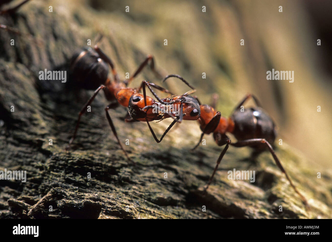 Fourmi rouge européenne (Formica polyctena) Banque D'Images