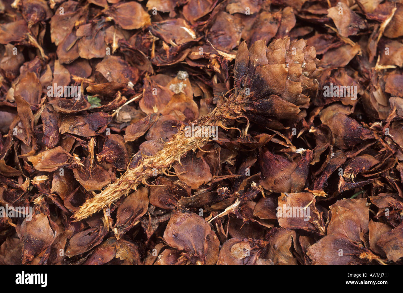 Cônes de l'incendie (Picea abies) consommés à partir d'un écureuil roux (Sciurus vulgaris) Banque D'Images