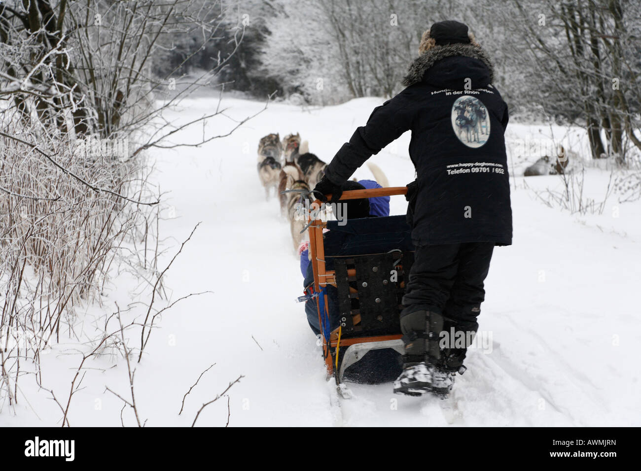 L'équipe de chien de traîneau dans le Schwarze Berge (Montagnes Noires), Gamme Rhoen, Franconia, Bavaria, Germany, Europe Banque D'Images