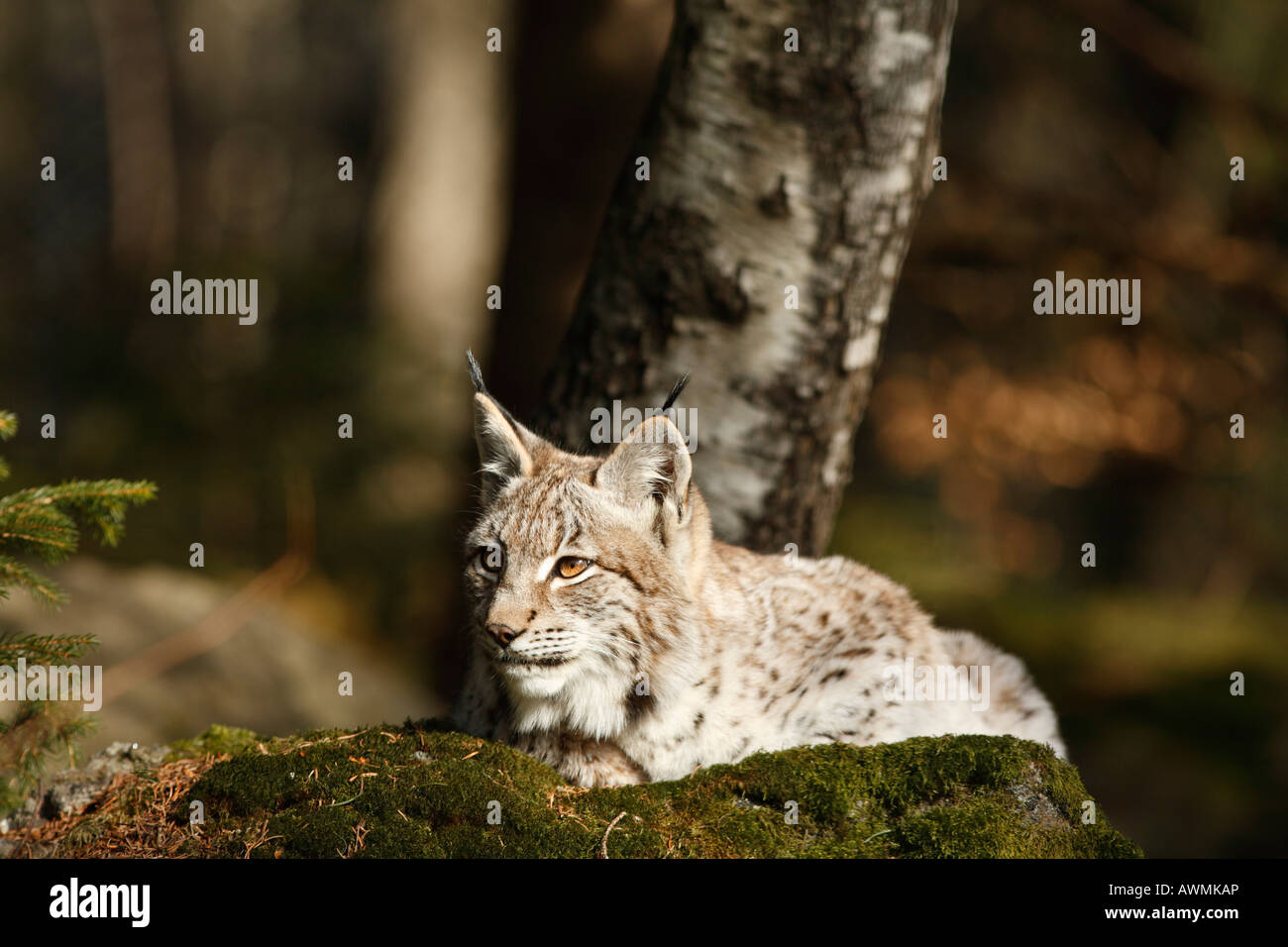 Le Lynx eurasien (Lynx lynx) dans un boîtier dans le Bayerischer Wald (forêt de Bavière), Thuringe, Bavière, Allemagne, E Banque D'Images