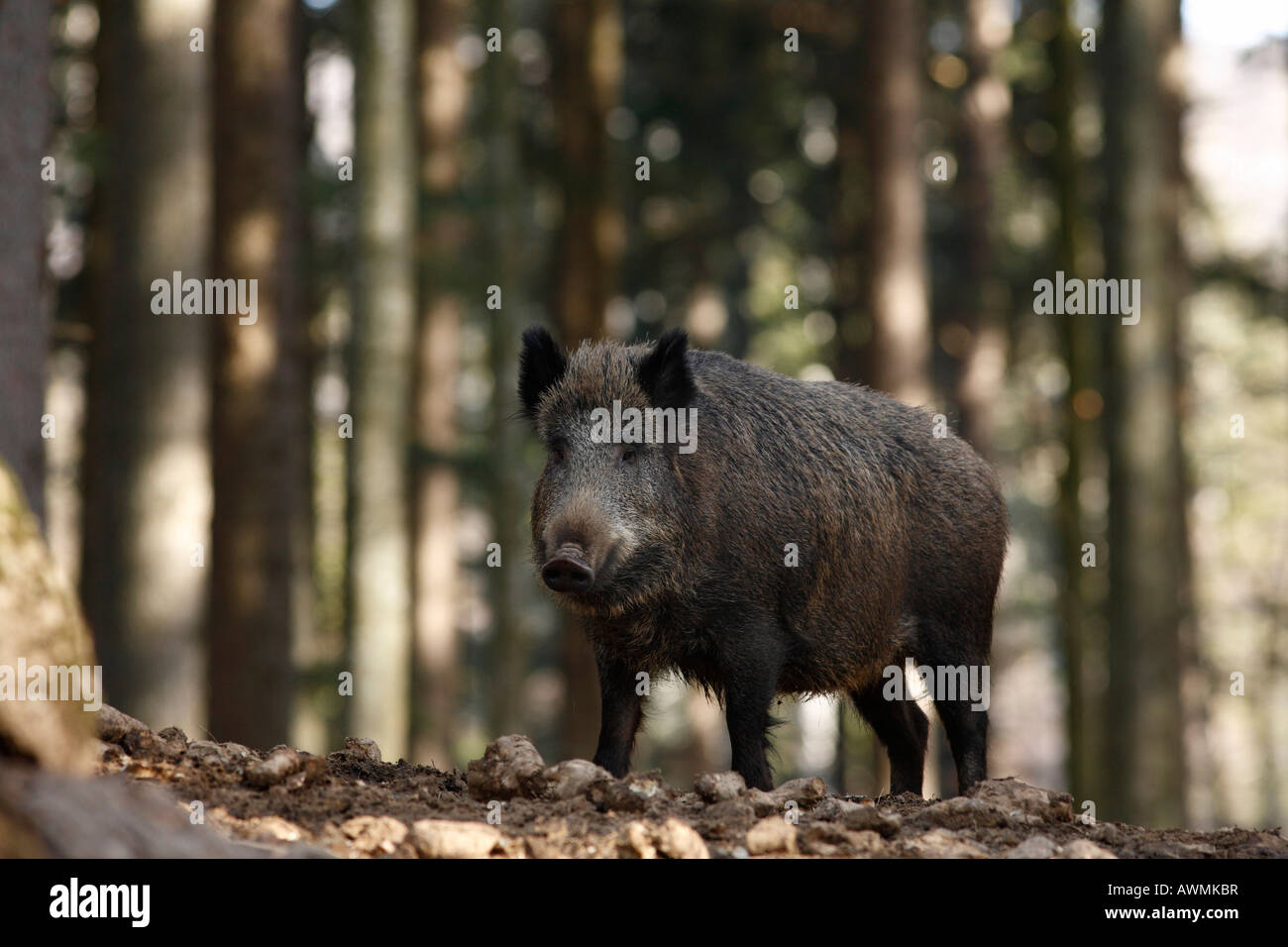 Le sanglier (Sus scrofa) dans un boîtier extérieur dans le Bayerischer Wald (forêt de Bavière), Thuringe, Bavière, Allemagne, Euro Banque D'Images