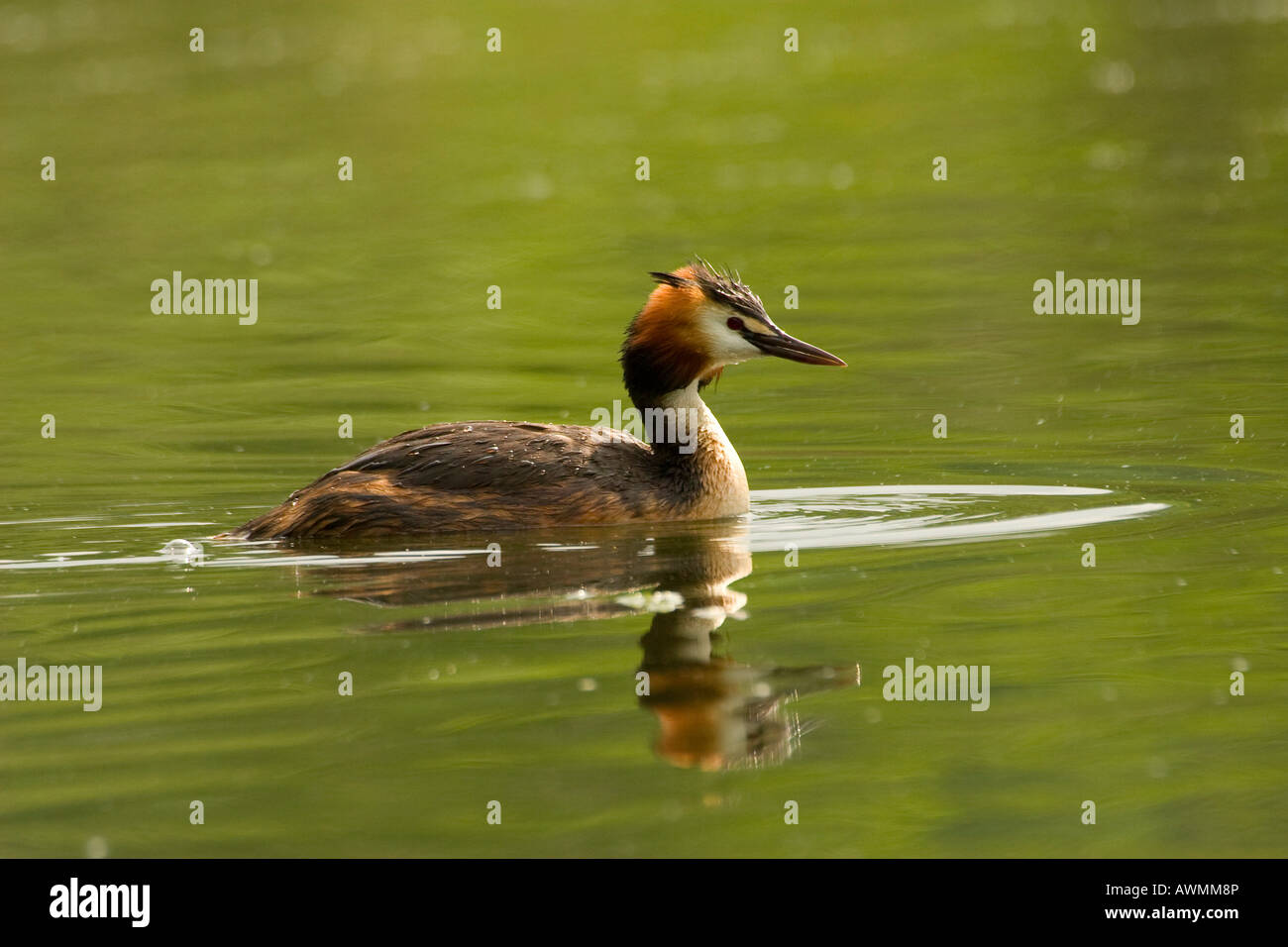 Grèbe huppé (Podiceps cristatus) Nager en surface de l'eau vert brillant Banque D'Images