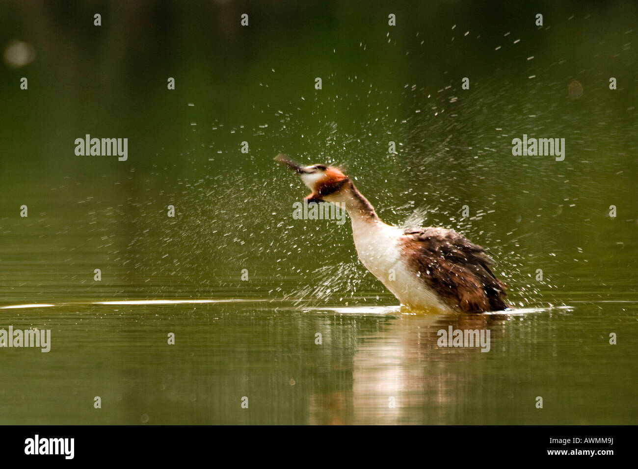 Grèbe huppé (Podiceps cristatus) en agitant l'eau de son plumage Banque D'Images