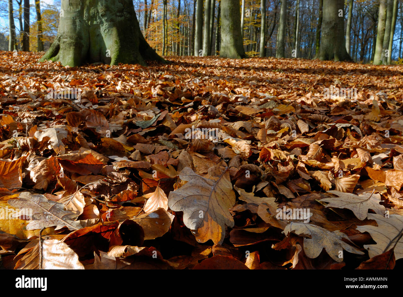 Avec la litière de la forêt en automne, Kiel, Schleswig-Holstein, Allemagne Banque D'Images
