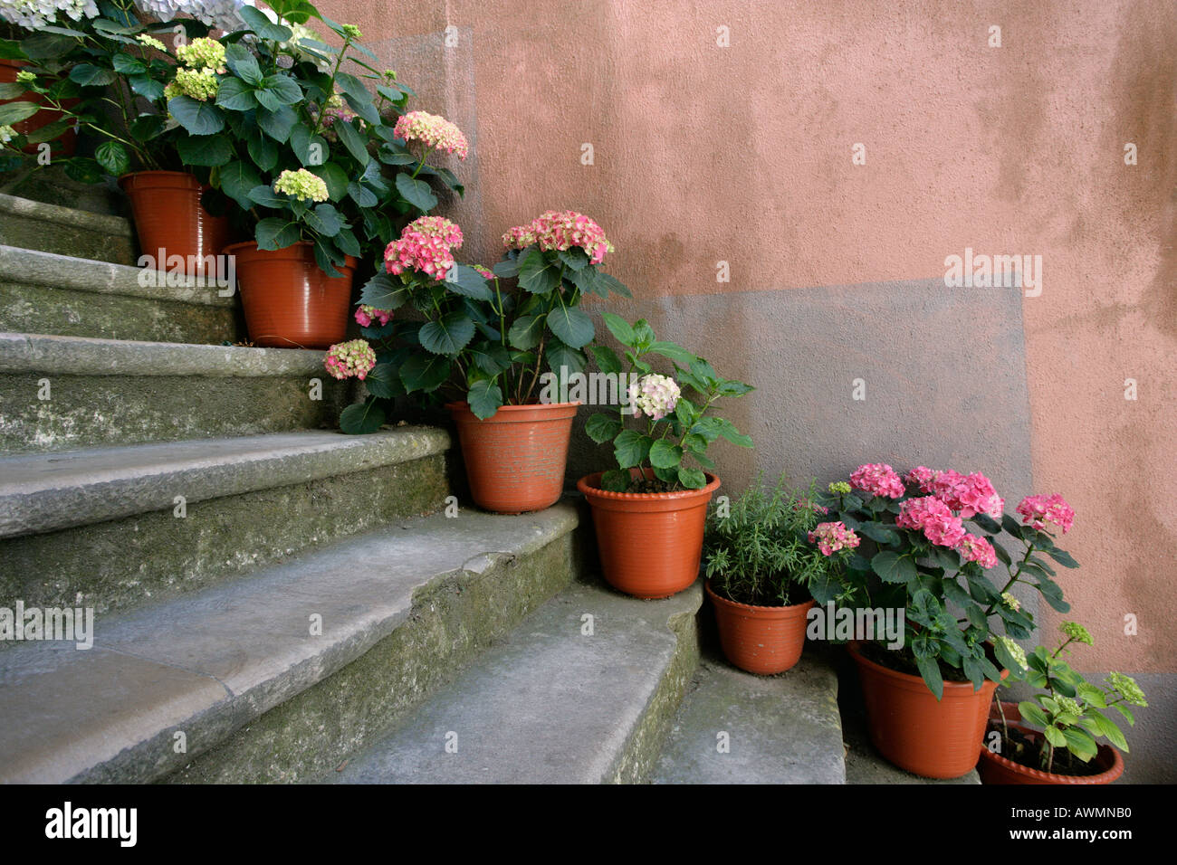 Un escalier extérieur décoré avec beaucoup de pots de fleurs hortensia bleu et rouge dans le village coloré de Sintra, Portugal Banque D'Images
