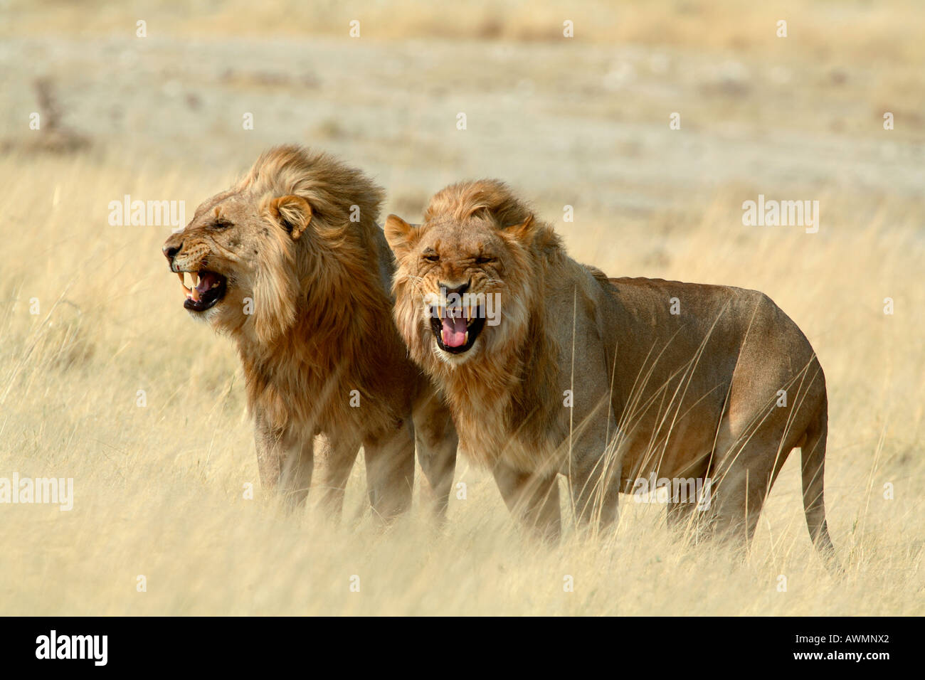 Les Lions en désaccord, Etosh hargneux, Namibie, Afrique Banque D'Images