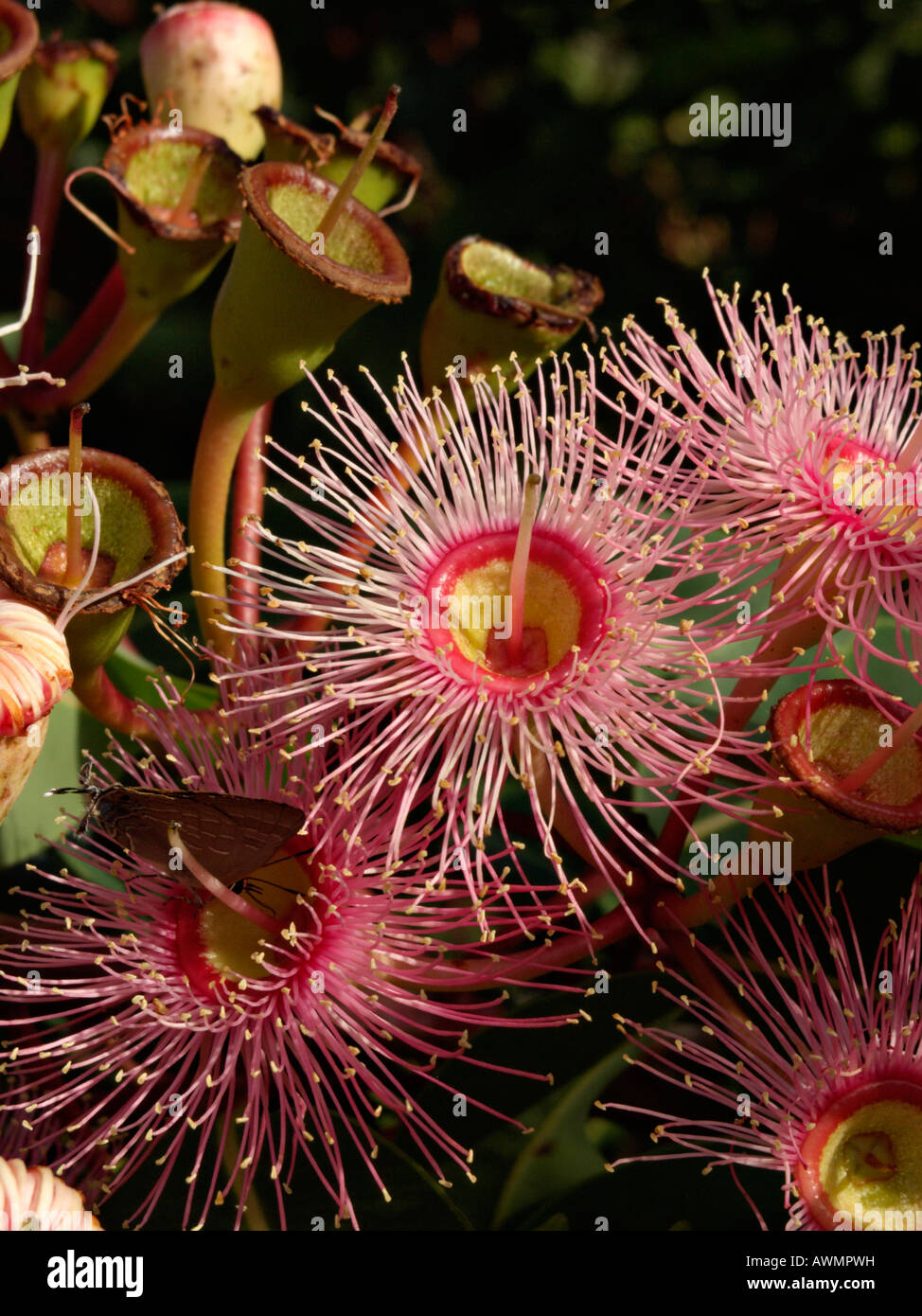 Floraison rouge gum (corymbia ficifolia 'summer red' syn. eucalyptus ficifolia 'summer red') Banque D'Images