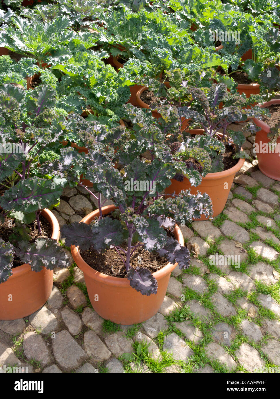 Le chou (Brassica oleracea) Banque D'Images