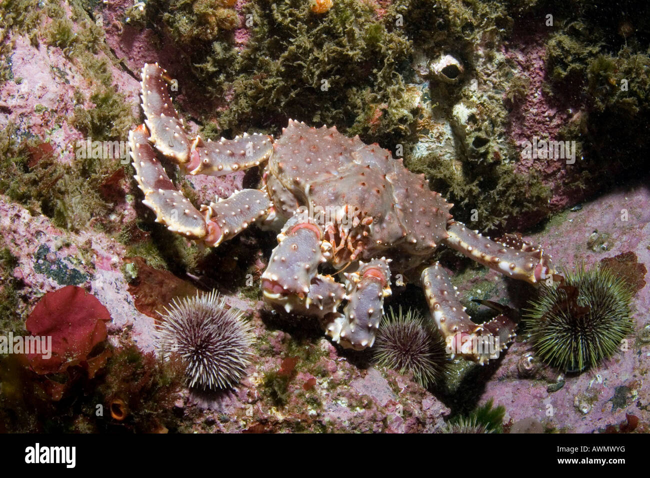 Le crabe royal rouge (Paralithodes camtschatica). La mer de Barents, Russie Banque D'Images