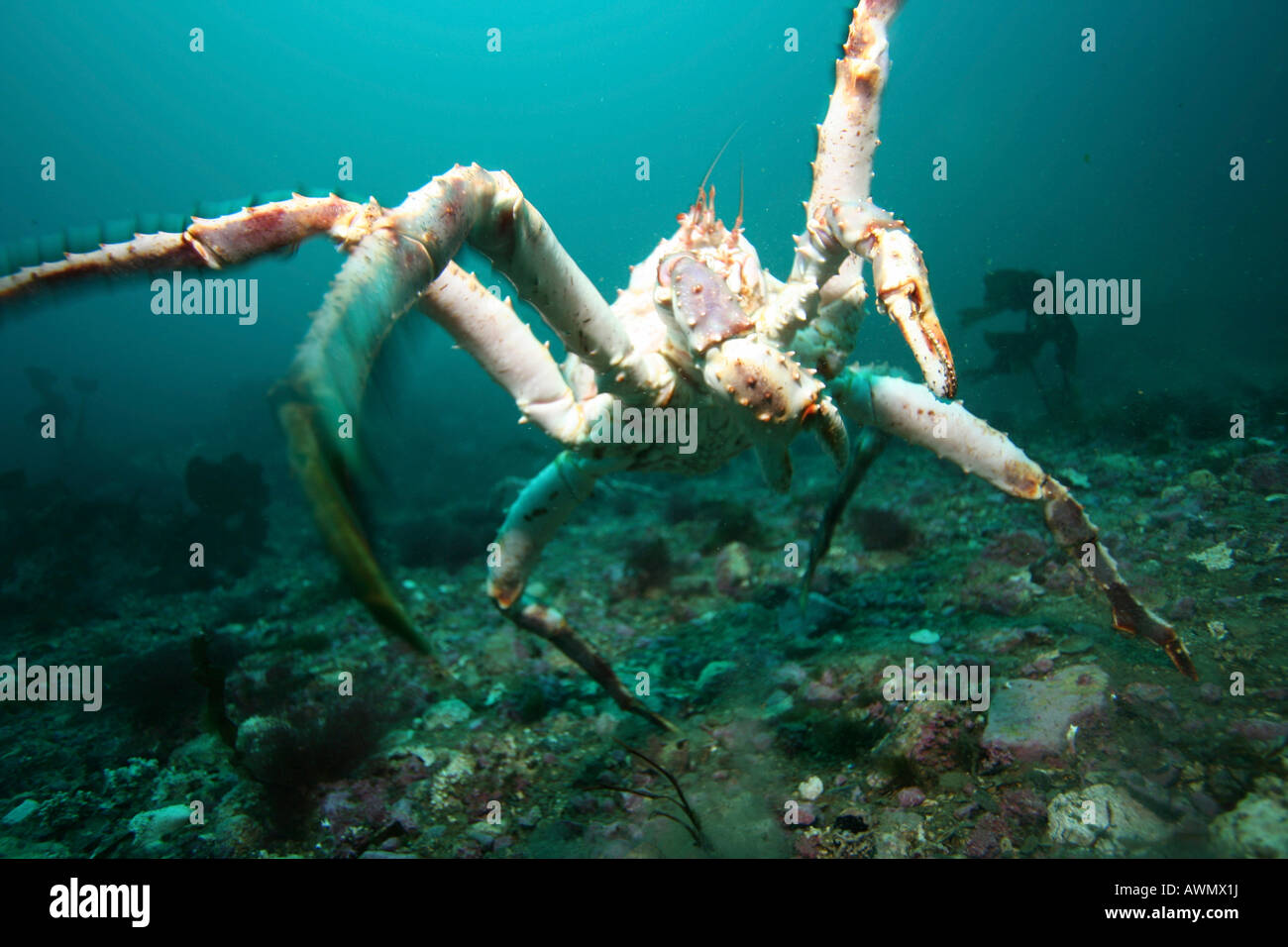 Le crabe royal rouge (Paralithodes camtschatica). La mer de Barents, Russie Banque D'Images