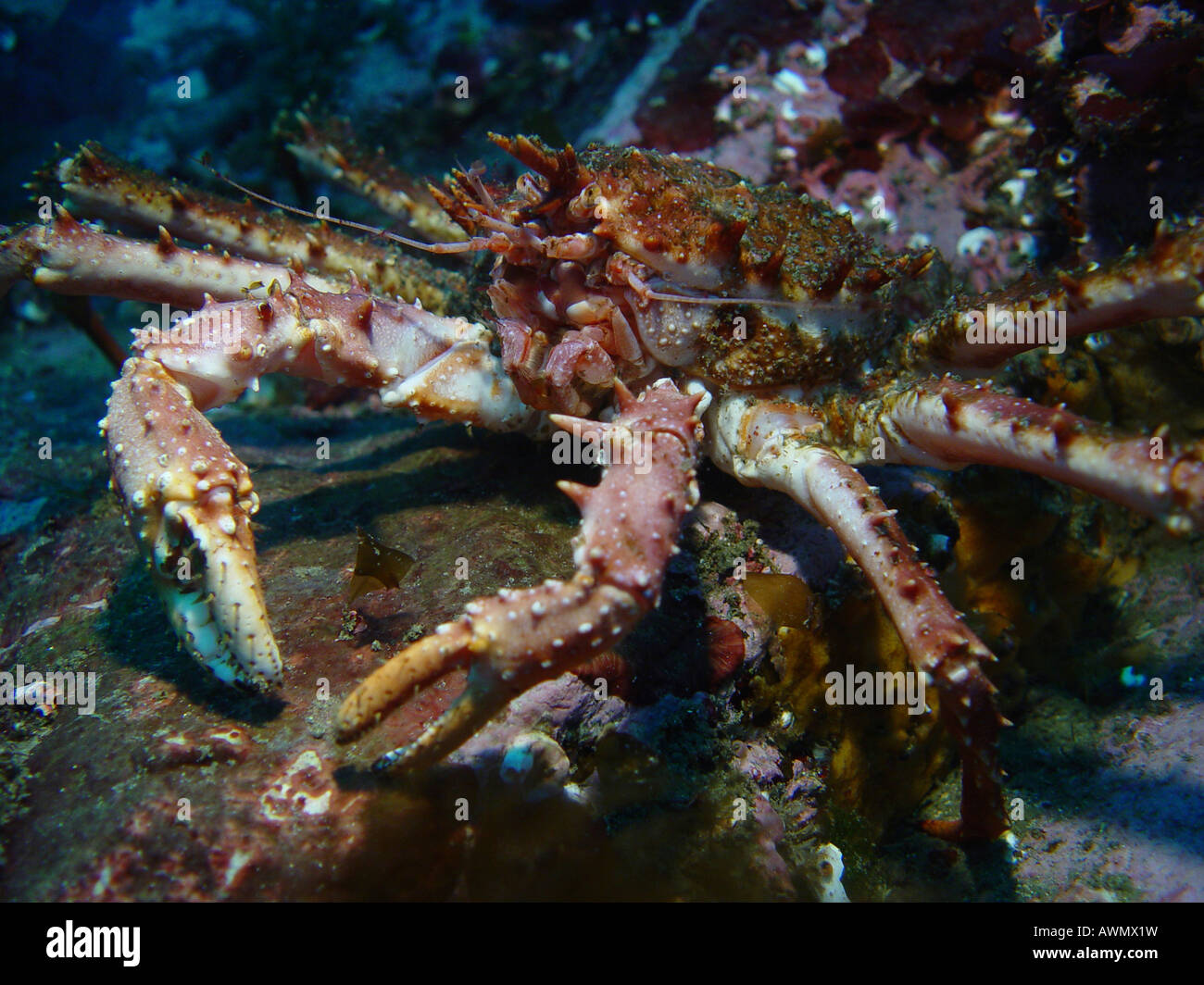 Le crabe royal rouge (Paralithodes camtschatica). La mer de Barents, Russie Banque D'Images