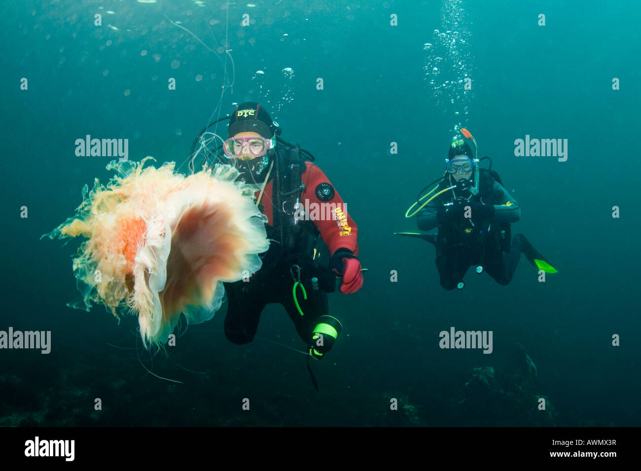 Méduse à crinière de lion (Cyanea capillata) et plongeur. La mer de Barents, Russie Banque D'Images