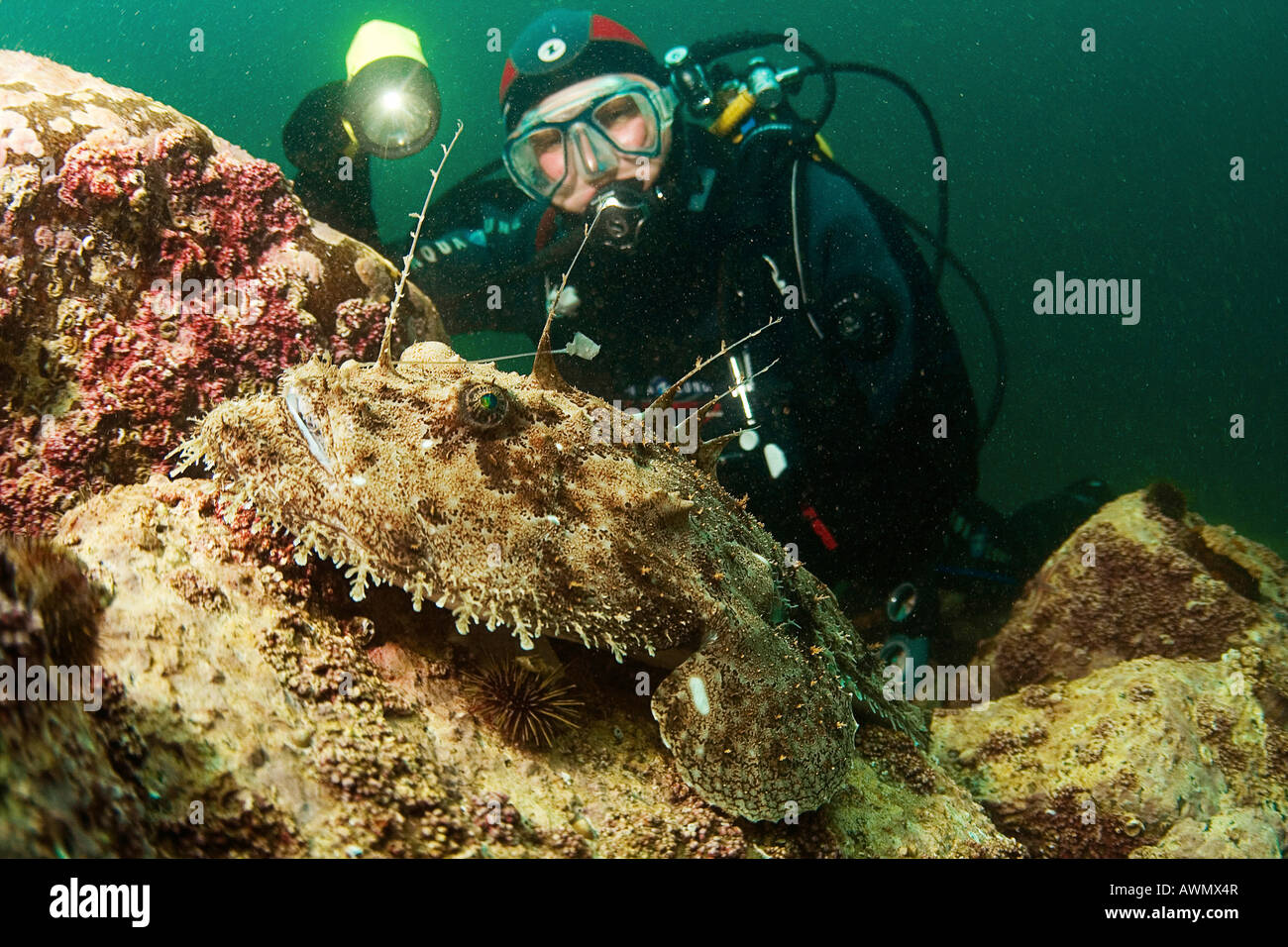 La baudroie (Lophius piscatorius) et plongeur. La mer de Barents, Russie Banque D'Images