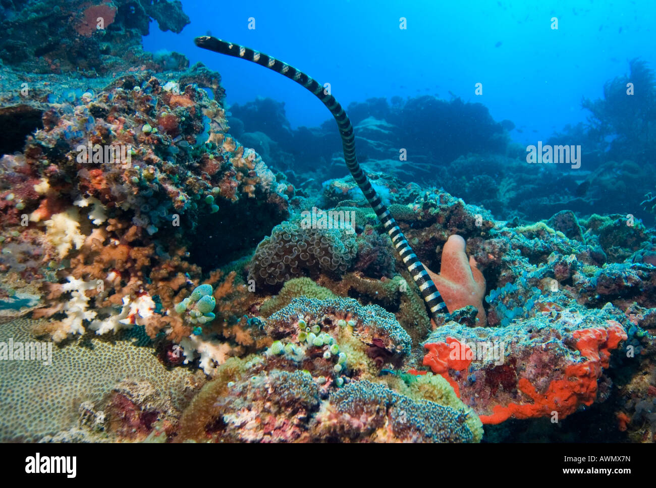 Mer bagués krait ou en bandes, serpent de mer Laticauda colubrina, Philippines. Banque D'Images