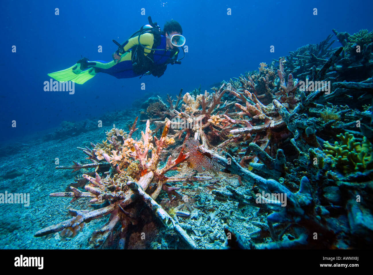 Programme de protection des récifs coralliens sur l'Indonésie dans le parc national de la marine Bunaken. De nouveaux récifs coralliens devraient venir par spécialement d Banque D'Images