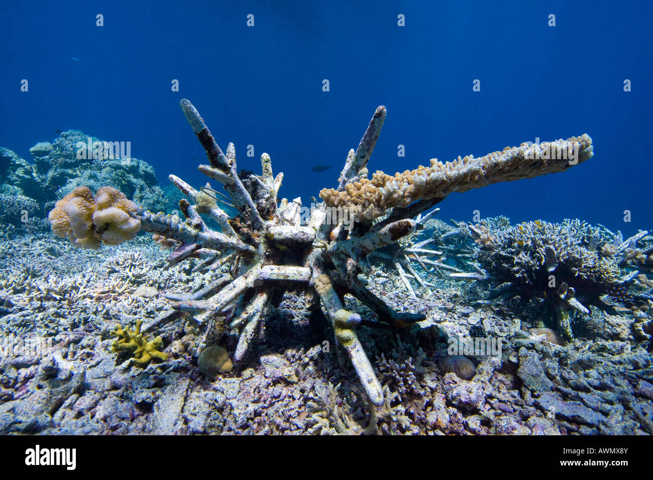 Programme de protection des récifs coralliens sur l'Indonésie dans le parc national de la marine Bunaken. De nouveaux récifs coralliens devraient venir par spécialement d Banque D'Images