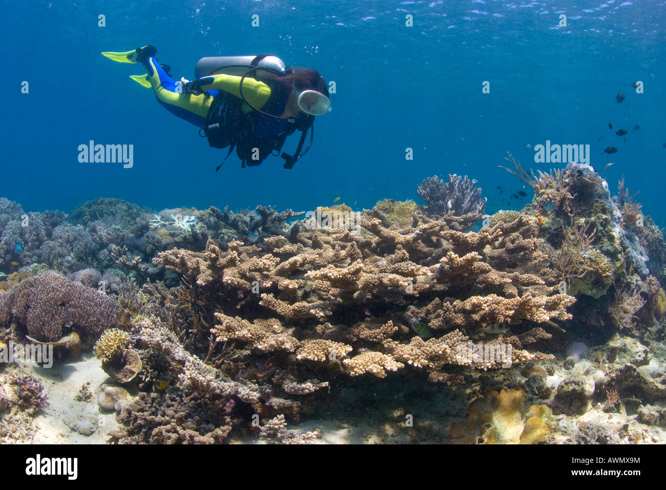 Programme de protection des récifs coralliens sur l'Indonésie dans le parc national de la marine Bunaken. Un plongeur nage au-dessus des coraux, Nordsulawesi, J Banque D'Images