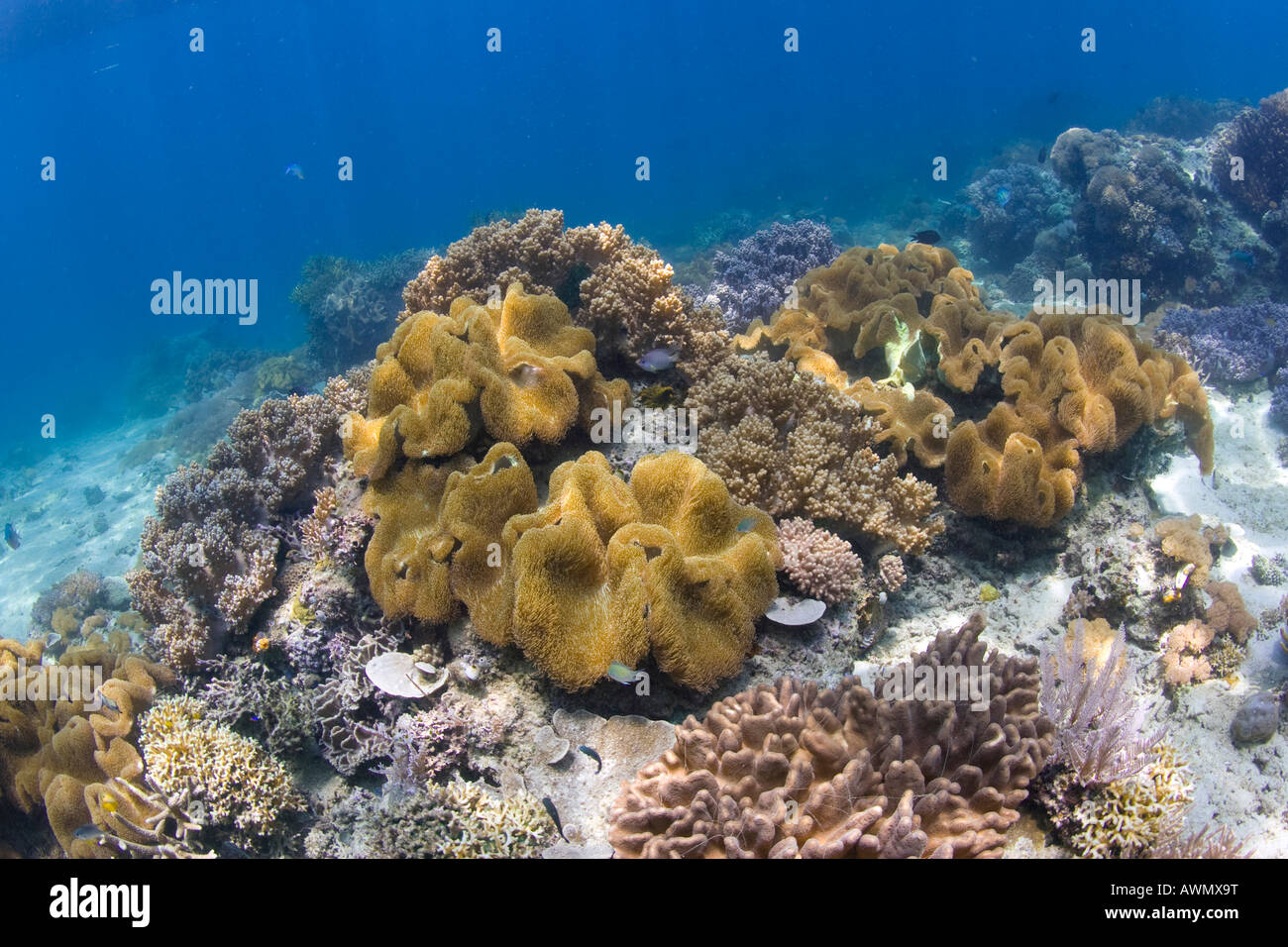 Les récifs coralliens dans le parc national sous-marin de Bunaken, Sulawesi, Indonésie. Banque D'Images