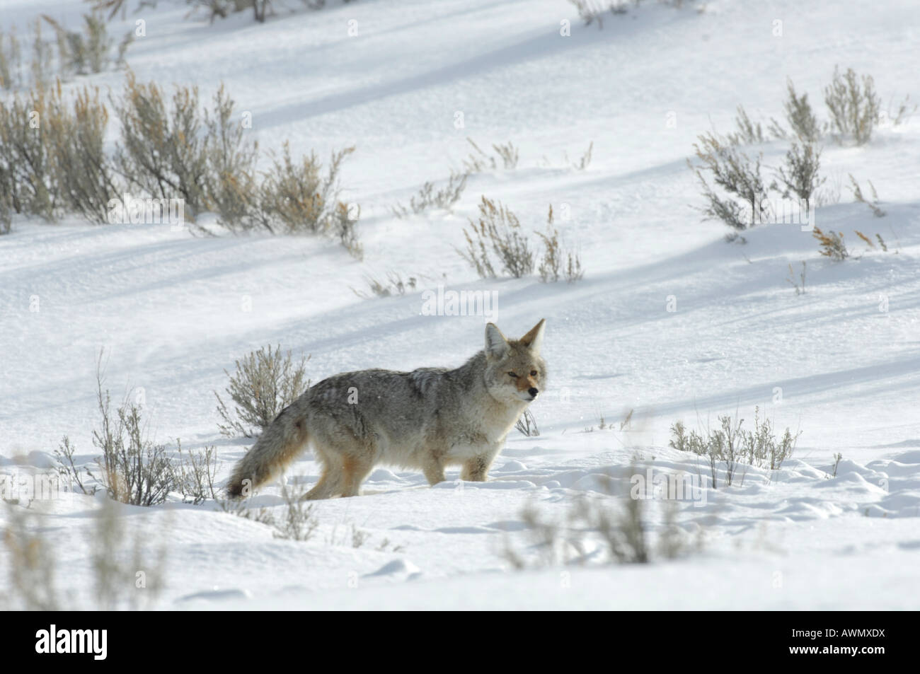Stock photo d'un coyote debout dans un champ de neige en hiver, le Parc National de Yellowstone. Banque D'Images