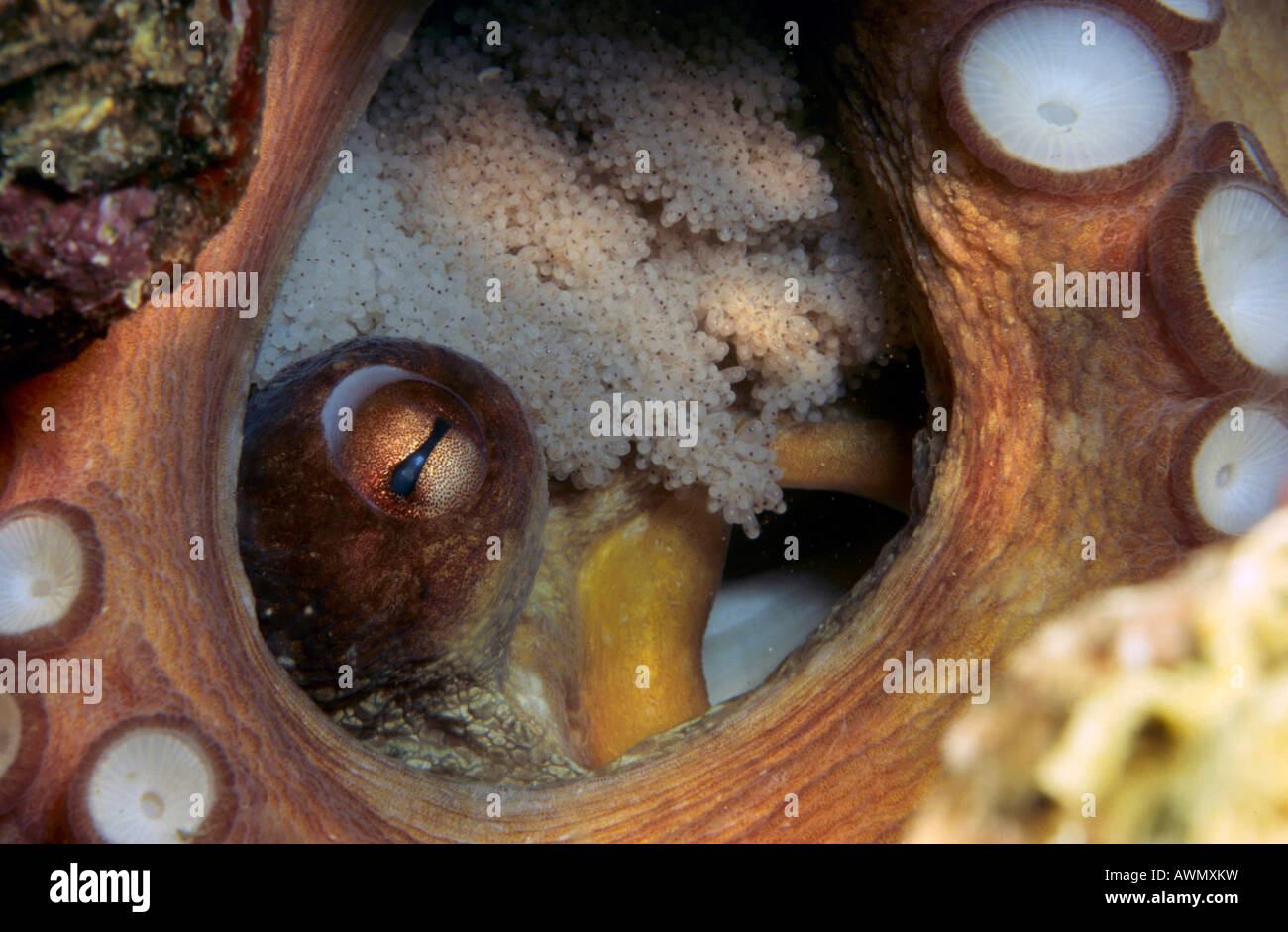 Poulpe commun (Octopus vulgaris) avec des oeufs, Mer Méditerranée Banque D'Images