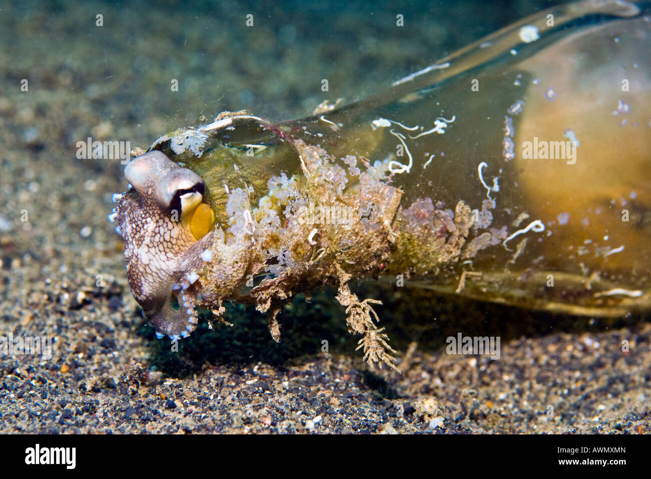 Poulpe persillés ou noix de coco Poulpe (Octopus marginatus) à se cacher dans une vieille bouteille de Coca Cola, l'Indonésie, l'Asie Banque D'Images