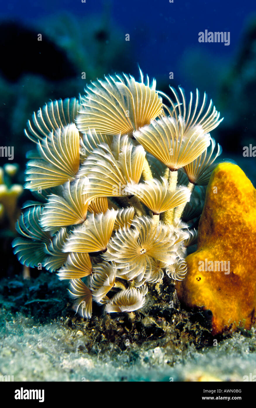 Plumeau vers, (Bispira sp.), Caraïbes, Amériques Banque D'Images