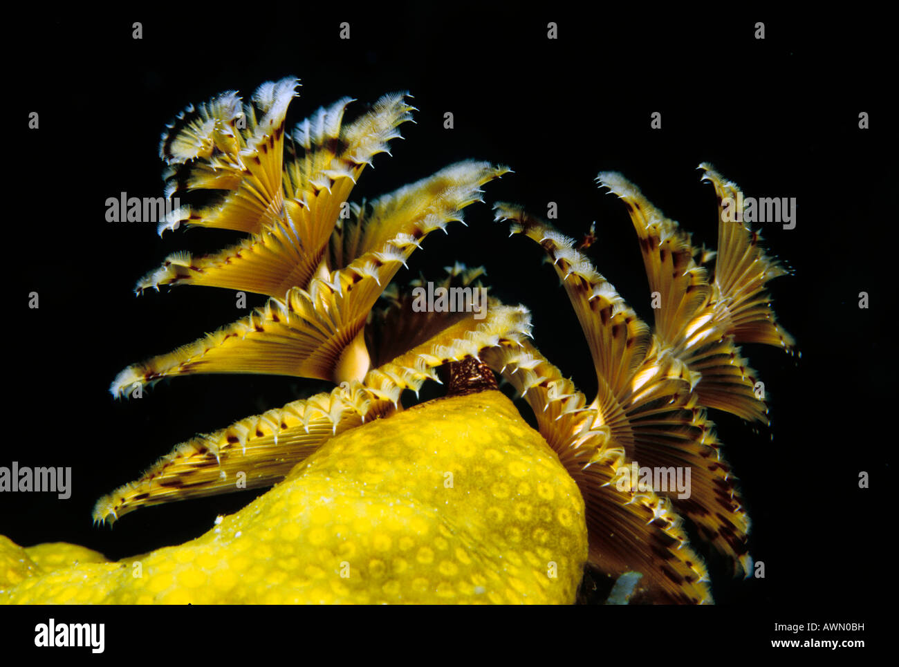 Ver Arbre de Noël (Spirobranchus giganteus), Caraïbes, Amériques Banque D'Images