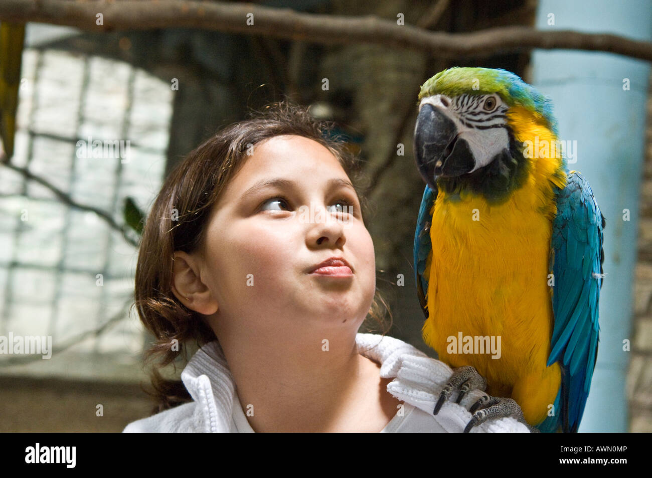 Blue-and-yellow Macaw (Ara ararauna) assis sur l'épaule d'une fillette de dix ans Banque D'Images