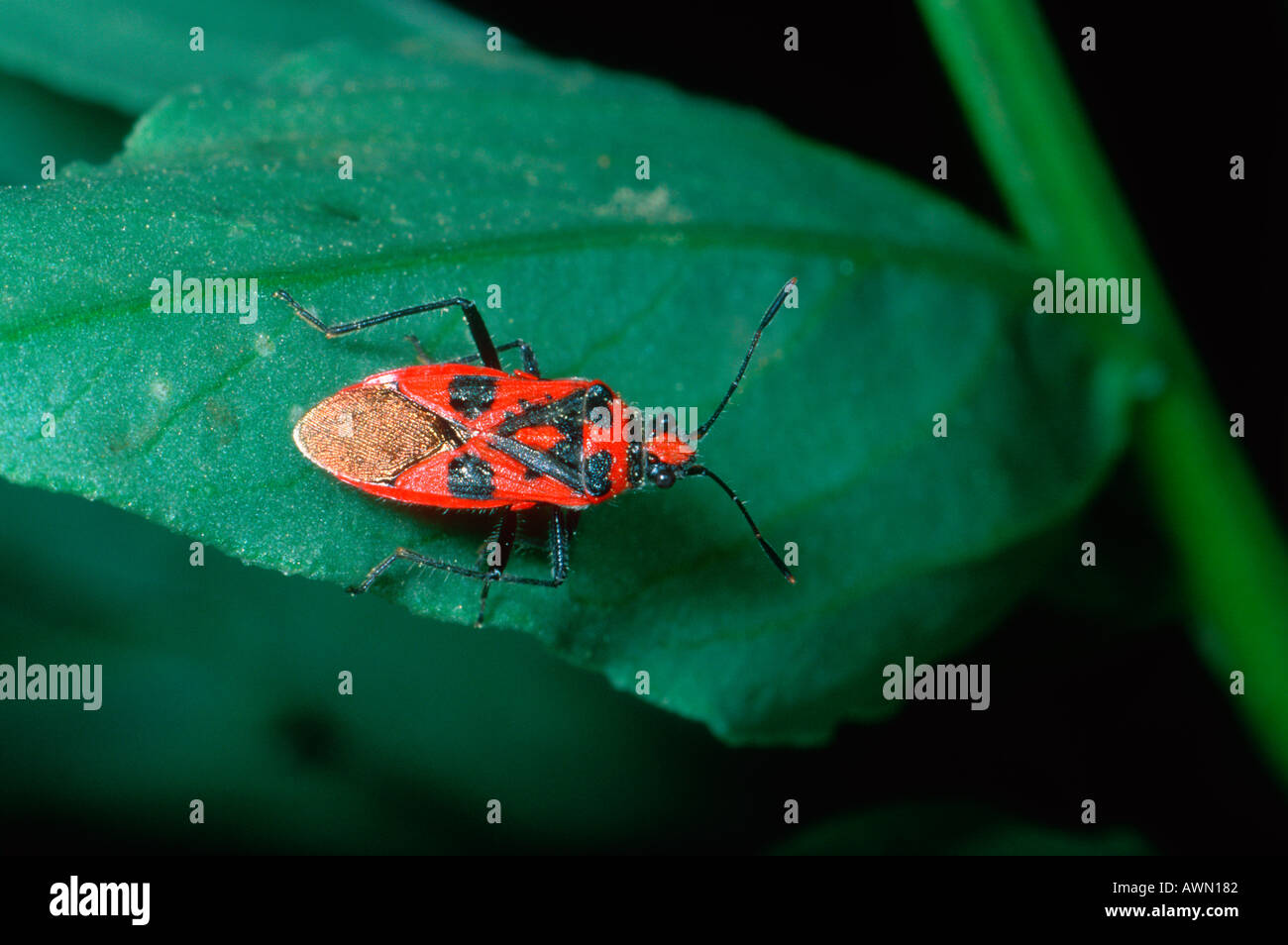 Squash Bug, Corizus sp. On leaf Banque D'Images