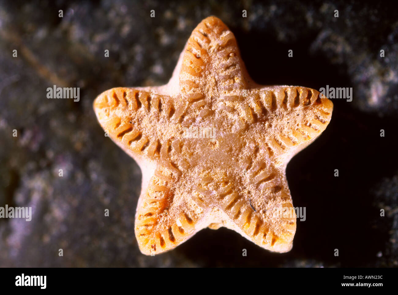 Crinoïde fossilisé Pentocrinus cretaceus Banque D'Images