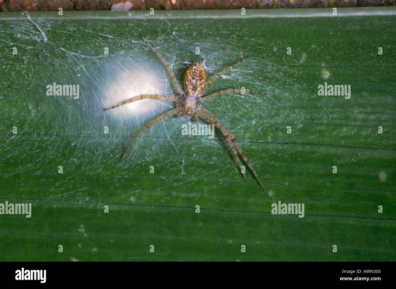 Spider, Philodromus sp. Près de sac d'oeufs Banque D'Images