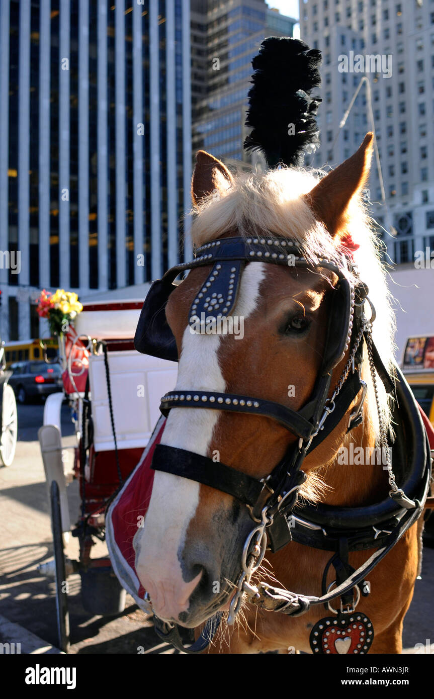Transport de chevaux au Central Park, Manhattan, New York, USA Banque D'Images
