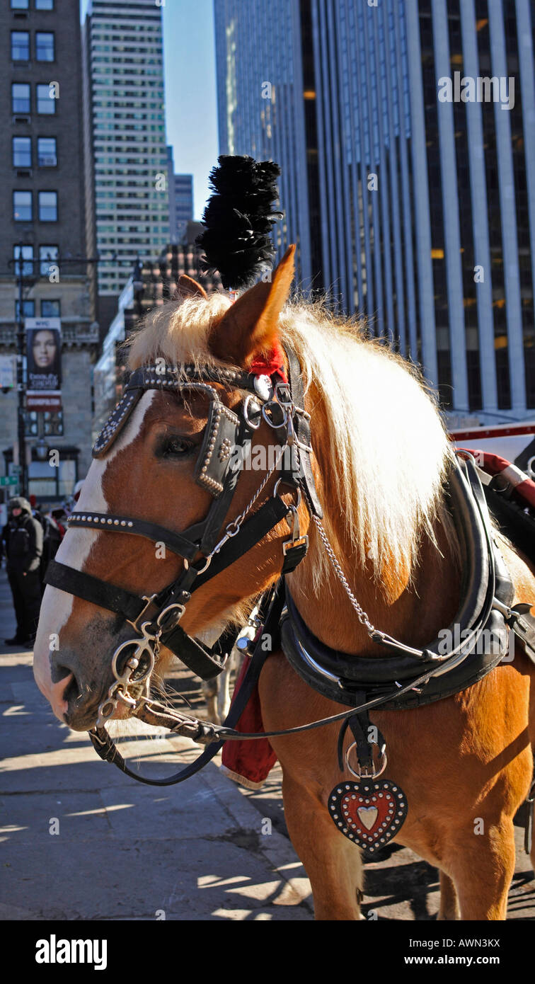 Transport de chevaux au Central Park, Manhattan, New York, USA Banque D'Images